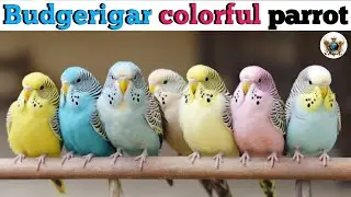 budgerigar colorful parrot #shorts #trending  #facts # #budgerigar birds #wildlife #,birdcolor