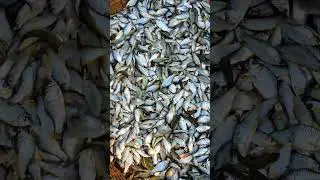 একদম তাজা প্রিয় পুটি মাছ গুলো #fish #video #reels #video