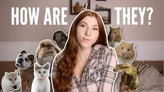 How Are my Pets Doing?