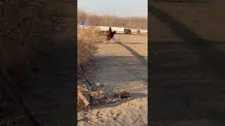 Girl care horse and training horse in beginner