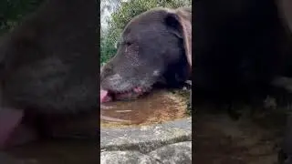 Thirsty Dog #dog #cute #drinkdog #shorts