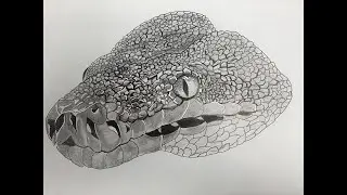 DRAWING: SNAKE HEAD - TIMELAPSE