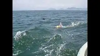 Seabird and accident