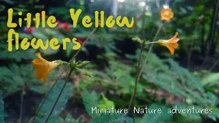 Little Yellow Flowers | Relaxing nature sounds | Cinematic nature short film