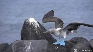 Sula Patas Azules en 4K - Blue Footed Booby 4K