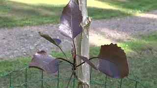 Populus deltoides &acute;Fuego&acute;