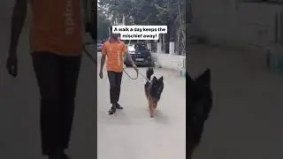 Paws on the Ground, Smiles All Around! | Tail-Wagging Adventures with Sploot Walkers 🐕❤️
