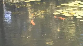 Golden Fische-Златните риби