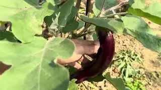 Organic Vegetable Farming in India Assam | Home garden ideas | Organic home gardening tips