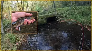 This creek HAS NEVER BEEN STOCKED - wild native heritage brook trout fishing
