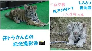 【トラの赤ちゃん】双子の仔トラさんとふれあいフォトタイム♪　2021/11/15　しろとり動物園