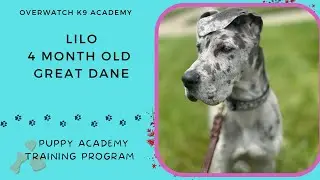 Lilo | 4 Month Old Great Dane | 10 Day Pup Academy | Potty & Crate Training | Recall |