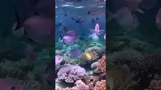sea water under ground visuals #shorts #shortsfeed