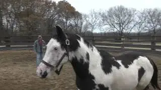 Evaluating an Older Green Broke Horse  Part 1
