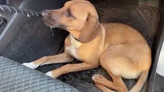 The Police Brought the Poor Dog that was Finding Shelter in a Cafe - Takis Shelter