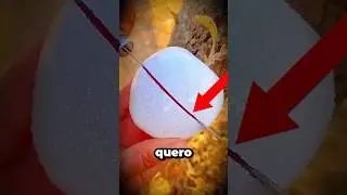 Perigo escondido nas sementes da ma&ccedil;&atilde;