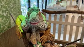We interacted with various animals at the indoor zoo! The sloths were cute too! [Moff Animal World]