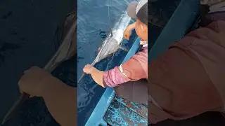 marlin krui #fishing #marlin #ocean #krui #pesisirbarat #lampung