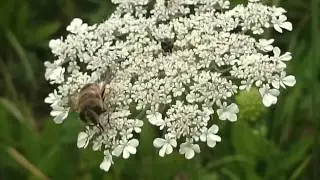 Mesilane