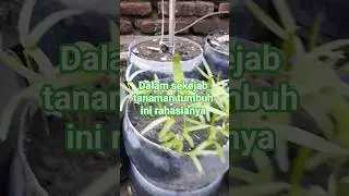 rahasia tanaman tumbuh cepet #shortvideo #berkebun #tanamanunggul #tanaman