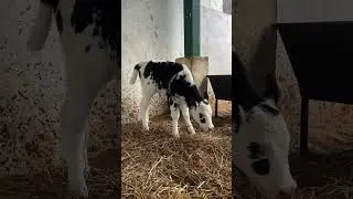 #cow # #farmanimals #bull #jott #farmanimalslist #farming #jatland #animals #jattonhunt