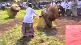 An Arrey Mbongaya Ivo video on the Male Dance
