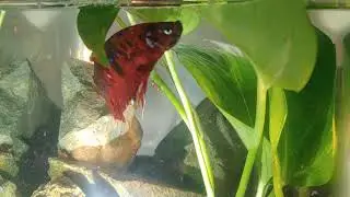 Betta breeding pair, Male Super red Galaxy and Female betta Khmer