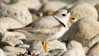 Camouflaged Birds 4k