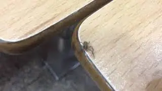 And the spider from Mars / E a aranha de Marte &mdash; Um filme de Jo&atilde;o Sodr&eacute;