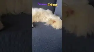 My cat has a wound on its tail