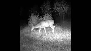 He's 20 yard out, do you shoot or pass with your compound?