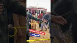 Multan cattle mandi 💥 live deal 🔥 Universal topics &hearts;️ #cow #cowmandiupdate #cattlemarket #cattlefarm