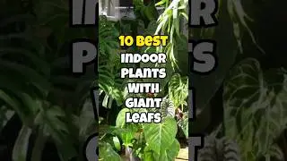 Best indoor plants with giant leaf ✅