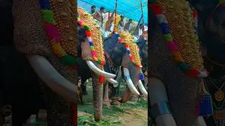 Shiva Temple Procession| Ernakulathappan Temple 🙏🏻 Kerala