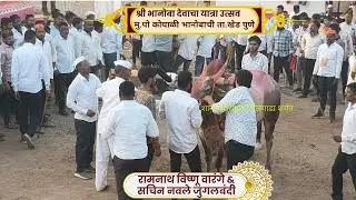 l ओम्या & राणा आला जुपायला l 