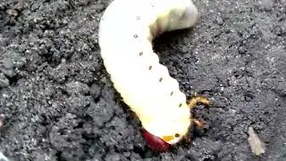 Cockchafers larva