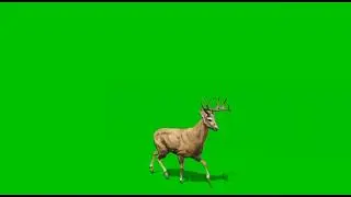 Deer green screen HD footages with different angles | chroma key Deer HD video