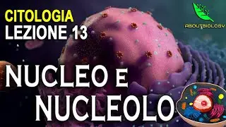 NUCLEO e NUCLEOLO -Citologia Lezione 13