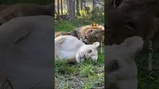 ❤️Lovely couple | Lion and Lioness cuddling | Love is in the air  ❤️❤️