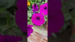 Window Box Flowers with melissa mendini and the knotman