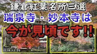 鎌倉紅葉名所・三選 #瑞泉寺#英勝寺#妙本寺#鎌倉紅葉名所#鎌倉散策#鎌倉寺院巡り