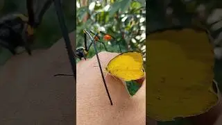 butterfly vs golden ball spider#insect #butterfly #spaider