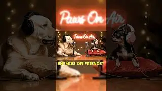 Are Cats Friends or Enemies? 😂 Funny Dog Podcast | Paws On Air #chihuahua #labrador #dogtalk #funny