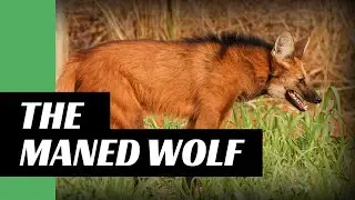 2 minutes on the maned wolf | epistemia