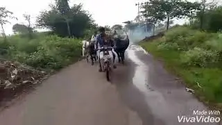 Koopda keri buffalo race in dharwad