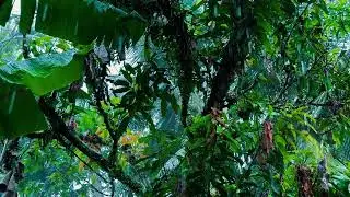 Calming Rain on Green Leaves 🌧️ ASMR | Deep Sleep & Relaxing Nature Sounds