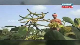 Insects Affect Pulse Cultivation In Puri