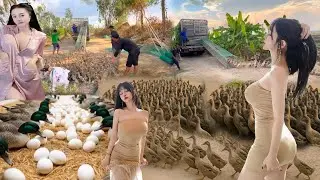 A Day of Duck Herding in Vietnam 🇻🇳 | How Farmers Load Ducks onto Trucks Easily!