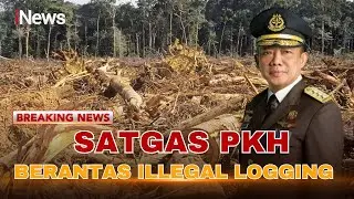🔴BREAKING NEWS Satgas PKH Sita 4600 Kubik Kayu Illegal Logging Senilai 230 Miliar | 14/10