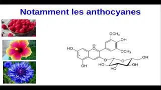 Phenol, phénols, polyphénols, tanins, composés phénoliques : de quoi parlons-nous ?